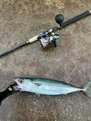 サバの釣果