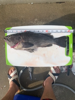 クロソイの釣果