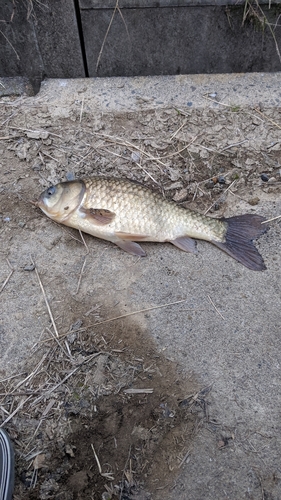 ヘラブナの釣果