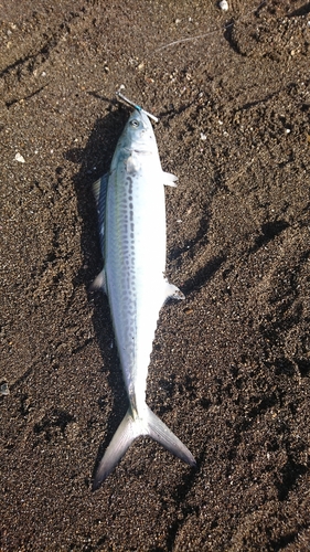 サゴシの釣果