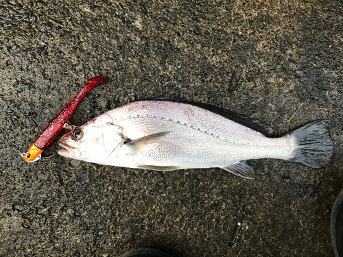 ニベの釣果