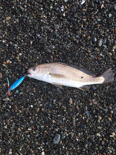 イシモチの釣果