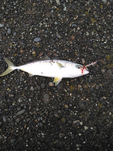 イナダの釣果