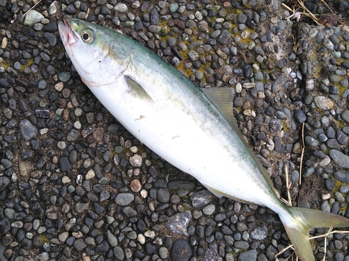 イナダの釣果