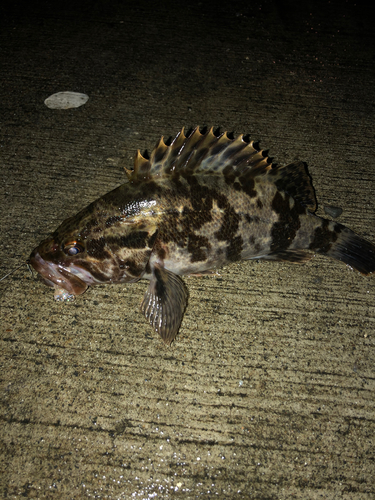 ベッコウゾイの釣果