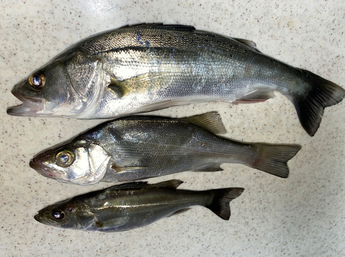 セイゴ（マルスズキ）の釣果