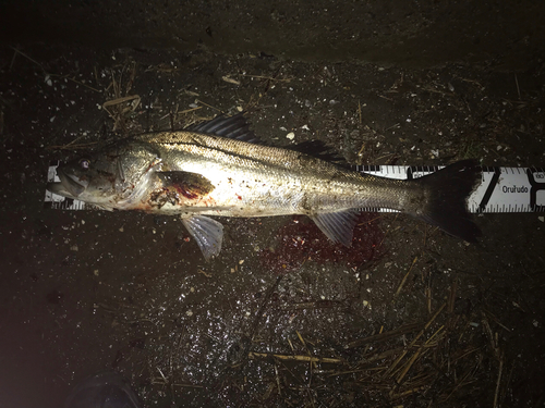 スズキの釣果