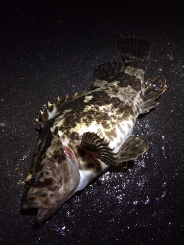 タケノコメバルの釣果