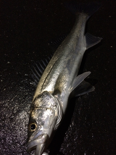 セッパ（マルスズキ）の釣果