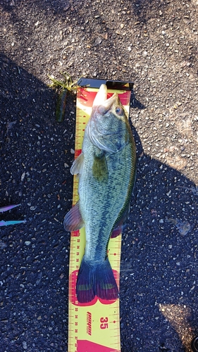 ブラックバスの釣果