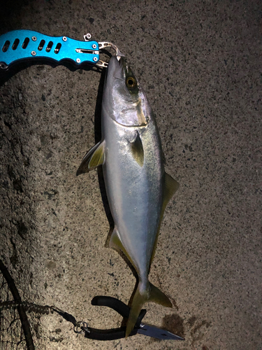 ハマチの釣果