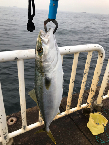 ハマチの釣果