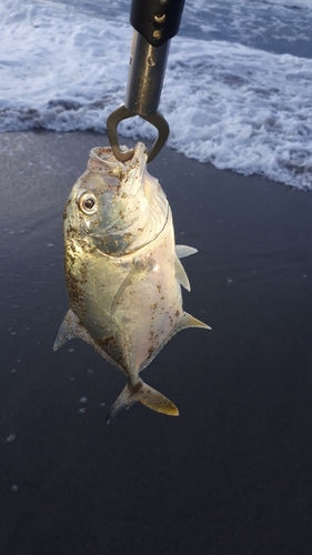 メッキの釣果