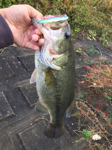 ラージマウスバスの釣果