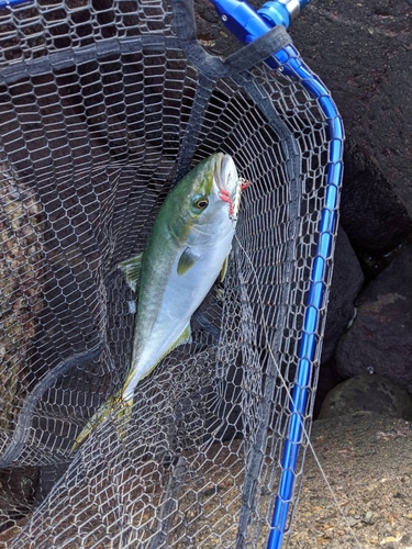 イナダの釣果