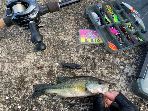 ブラックバスの釣果