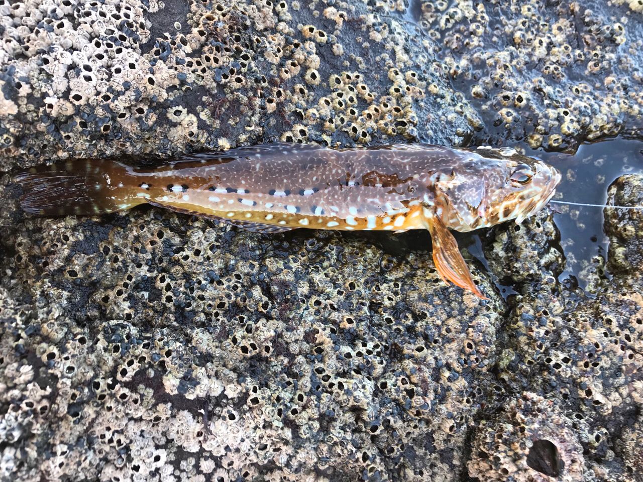 アサヒアナハゼ