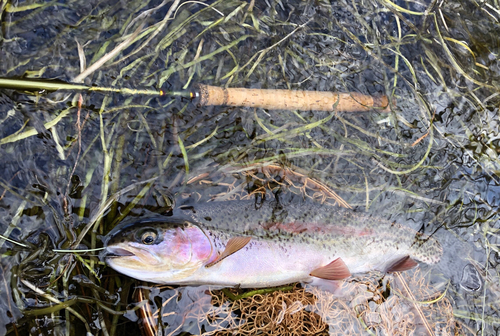 ニジマスの釣果