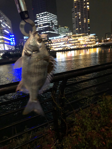 キビレの釣果