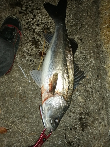 マルスズキの釣果