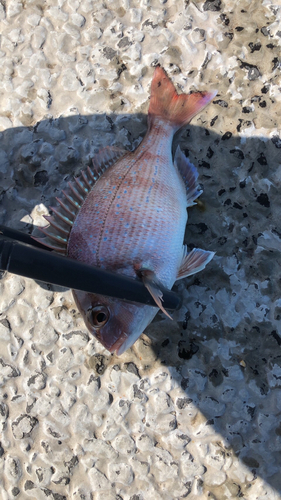 タイの釣果