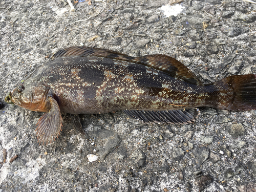 アイナメの釣果