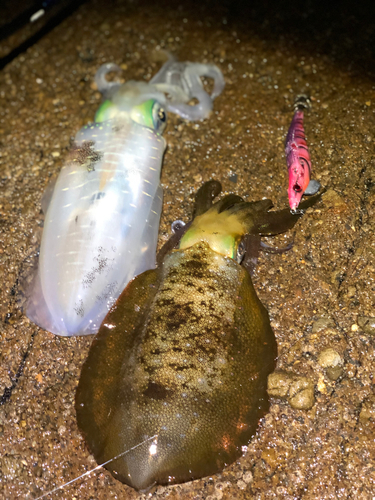 アオリイカの釣果