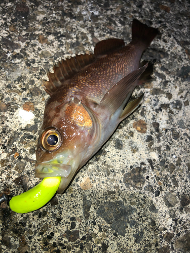 エゾメバルの釣果