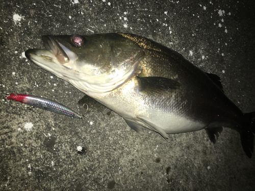 スズキの釣果