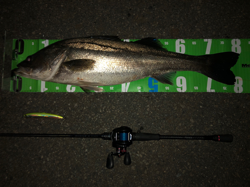 シーバスの釣果