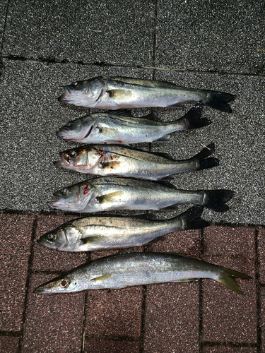 シーバスの釣果