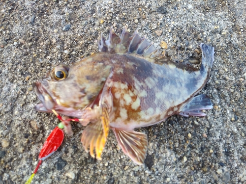 カサゴの釣果