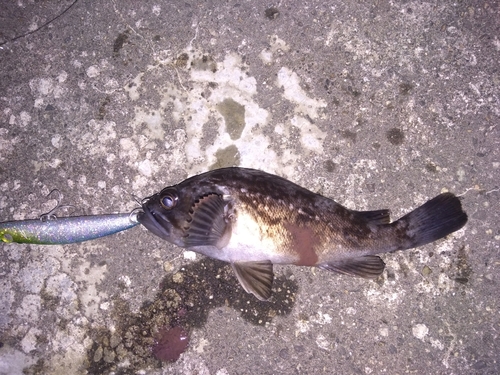 ソイの釣果