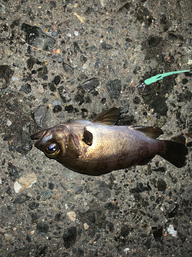 アカメバルの釣果