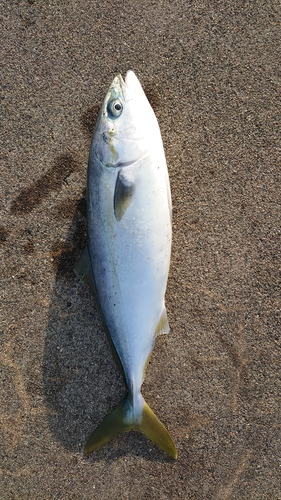 イナダの釣果