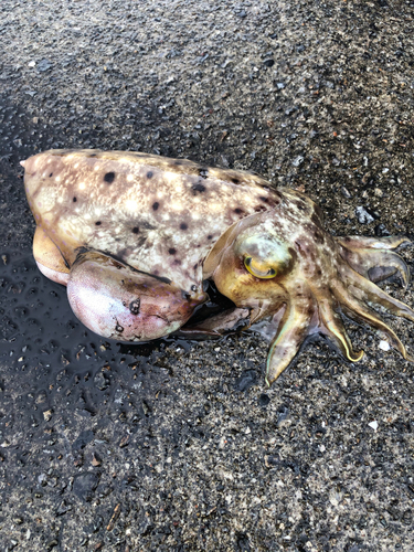 コブシメの釣果