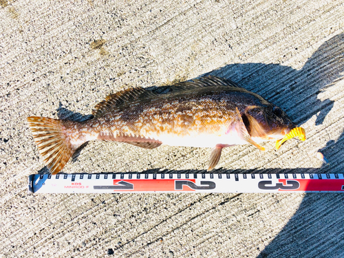 アイナメの釣果