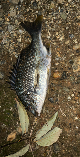 キチヌの釣果