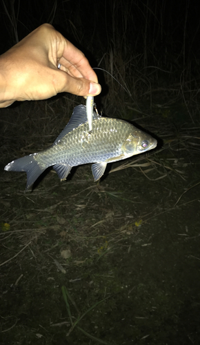 フナの釣果