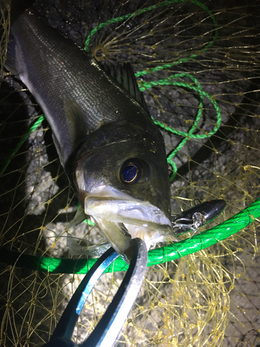 シーバスの釣果