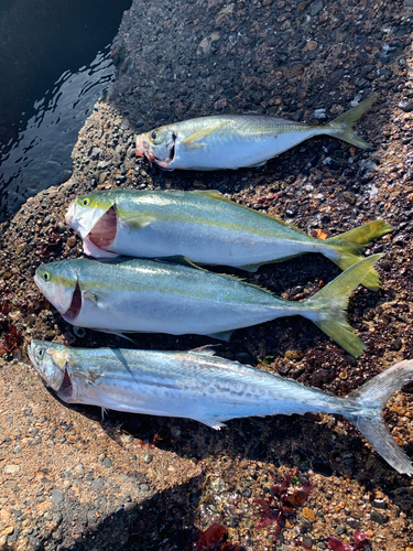 イナダの釣果