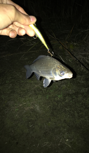 フナの釣果