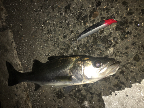 スズキの釣果