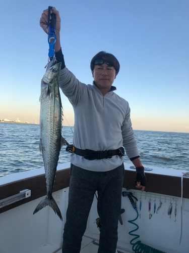 サワラの釣果