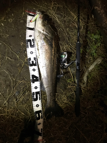 シーバスの釣果