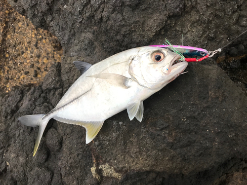 ロウニンアジの釣果