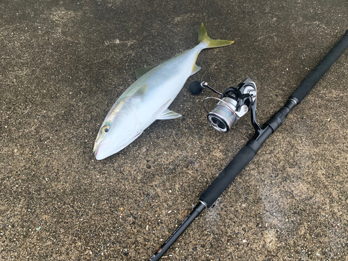 ハマチの釣果