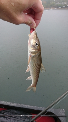 ニゴイの釣果