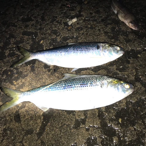 コノシロの釣果