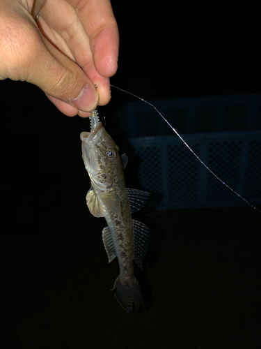 ハゼの釣果